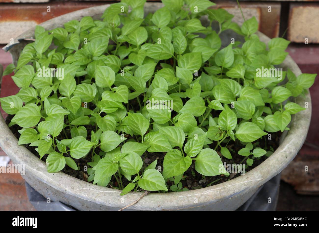 High angle view of lots of small Chili plants growing on bucket at a plant nursery Stock Photo