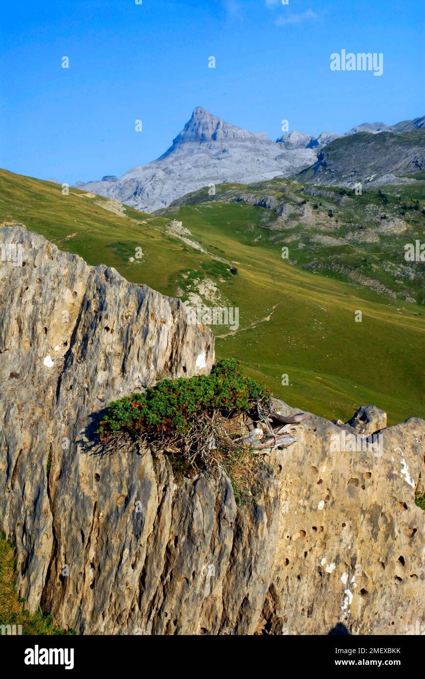 Mount Anie (2,507 m) in the French Pyrenees. In the foreground an alpine juniper (Juniperus alpina) Stock Photo