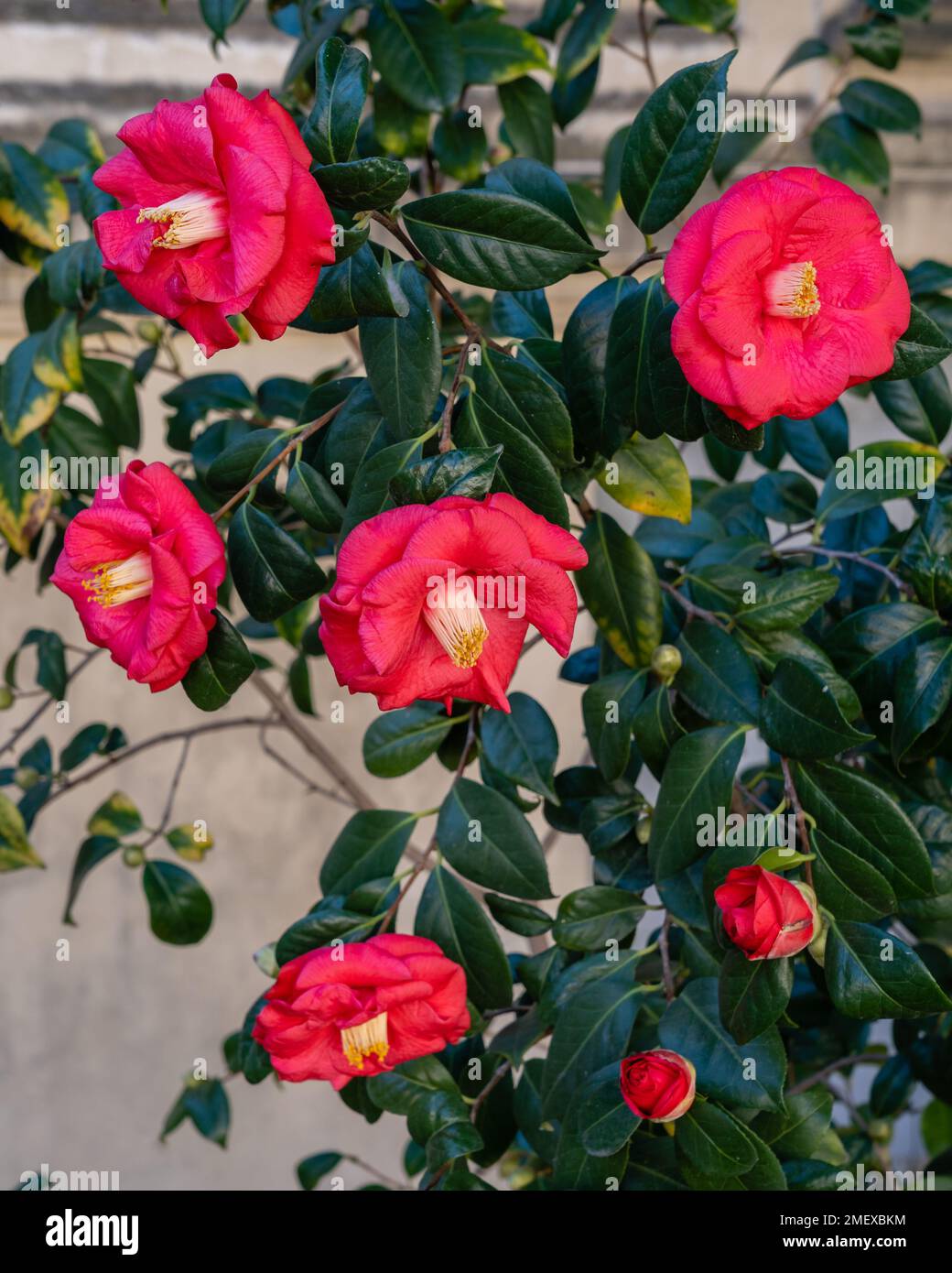 Closeup view of camellia japonica bush with bright red pink flowers blooming in winter Stock Photo