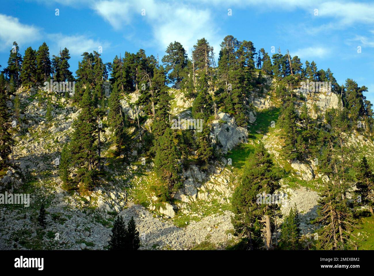 Mugo pine (Pinus mugo subsp. uncinata or Pinus uncinata) in the Larra karst. Pyrenees. Navarre. Spain Stock Photo