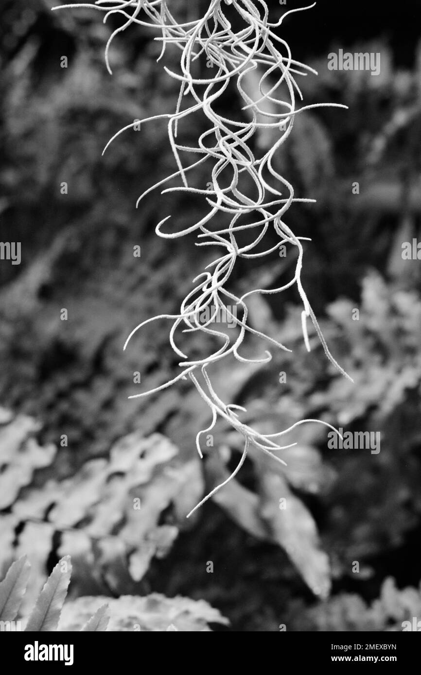 Locks of natural Spanish moss hanging in the jungle in a black and