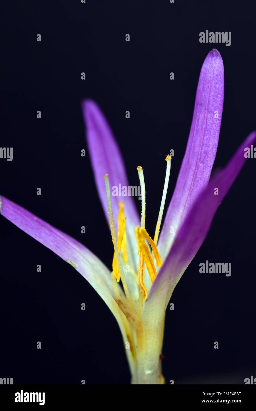 Macro photography of the flower of Colchicum montanum or Merendera montana Stock Photo
