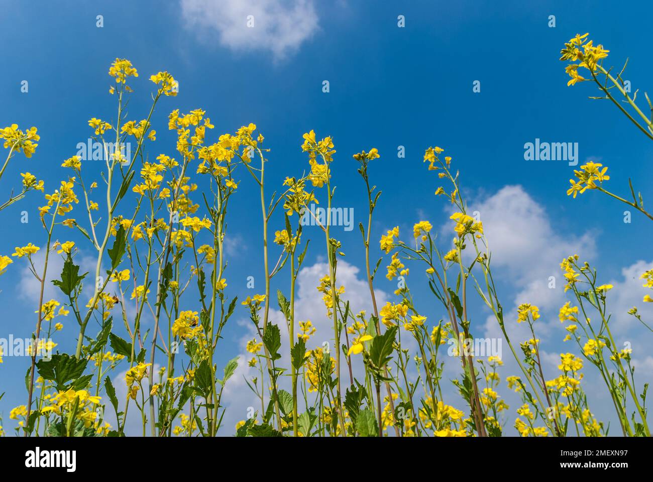 Growing Rapeseed A close-up shot of rapeseed flowers growing in a garden Stock Photo - Alamy