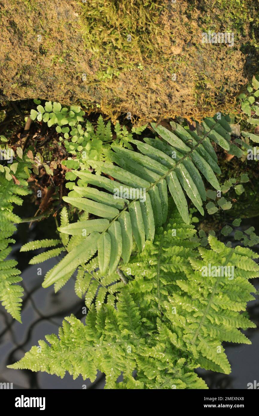 Bright summer green ferns and plants growing in the bright jungle Stock ...