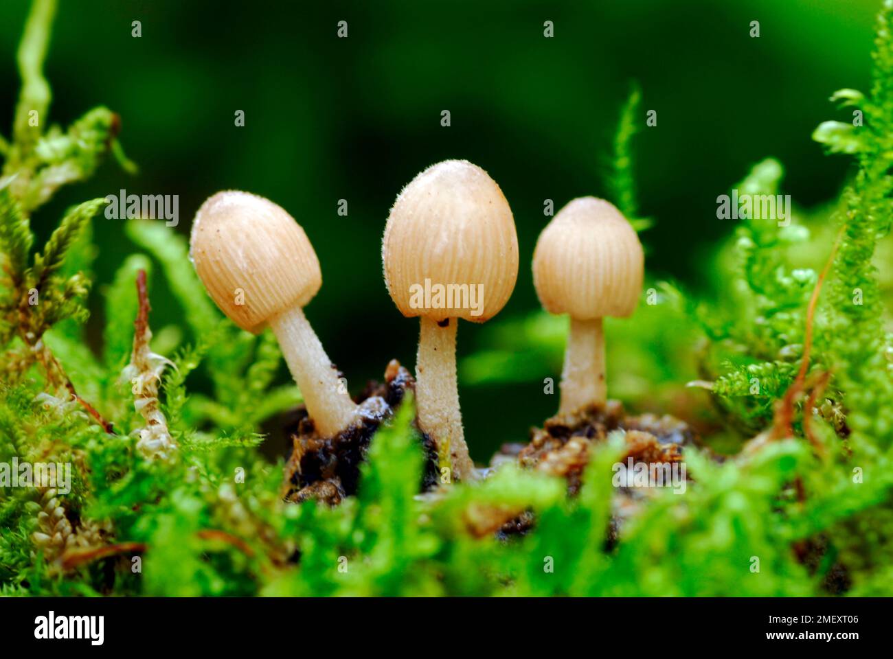 Fungus of the genus Coprinus spp. growing in moss Stock Photo - Alamy