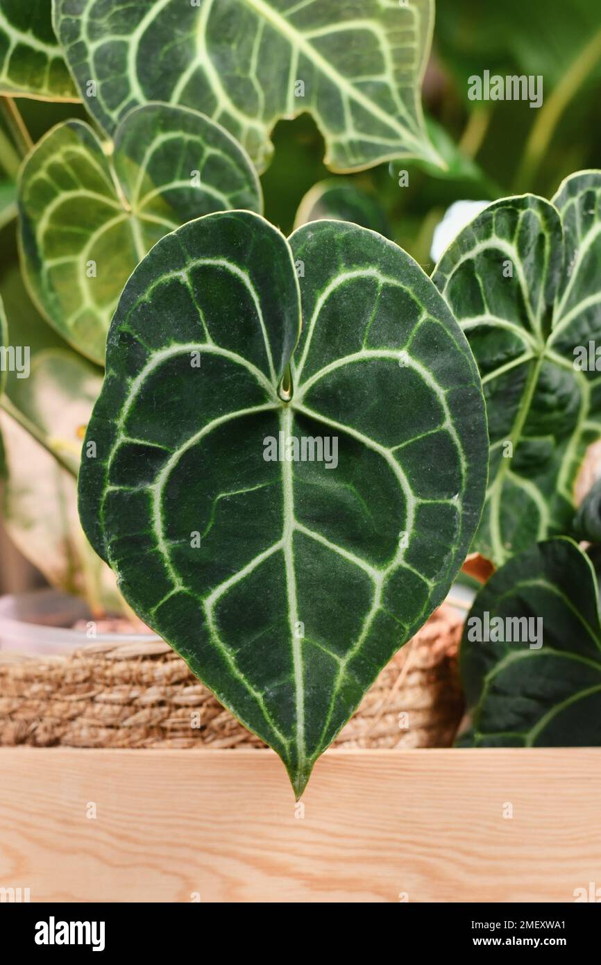 Leaf with white lace pattern veins of exotic 'Anthurium Clarinervium' houseplant Stock Photo