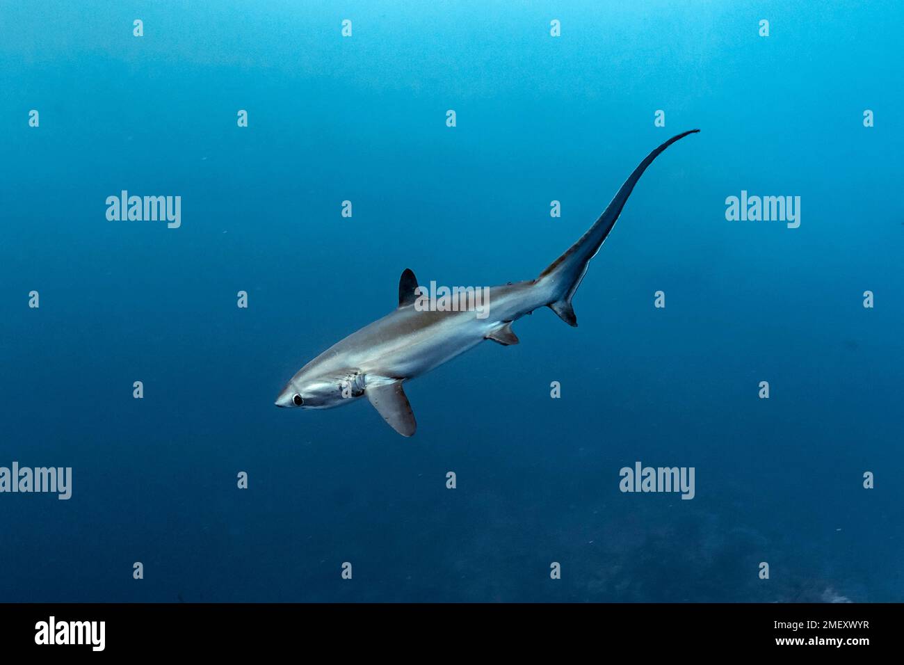 pelagic thresher shark, Alopias pelagicus, Big Brother Island, Brother Islands, El Ikhwa Islands, Egypt, Red Sea, Indian Ocean Stock Photo