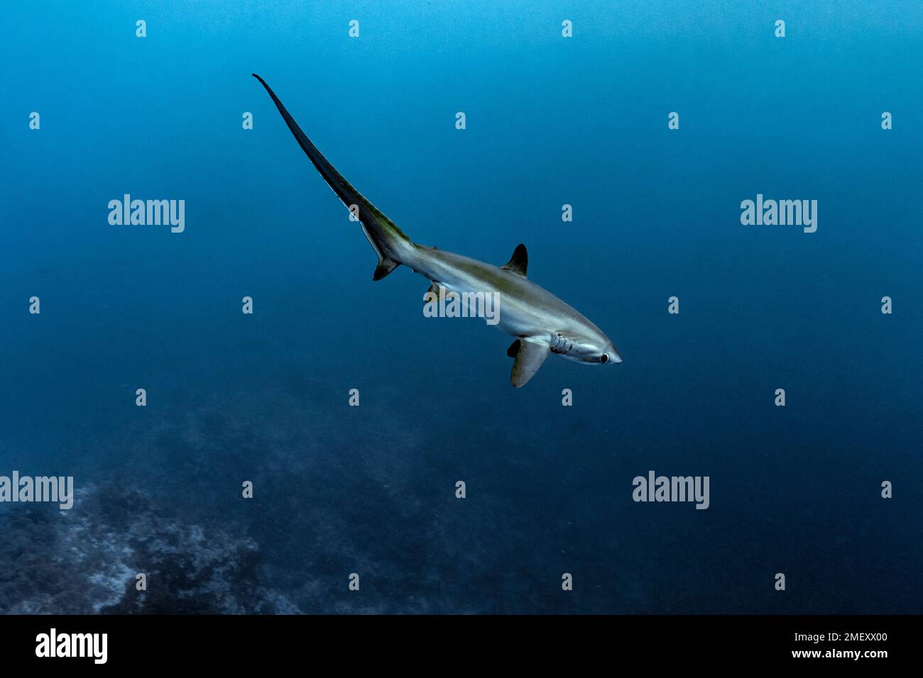 pelagic thresher shark, Alopias pelagicus, Big Brother Island, Brother Islands, El Ikhwa Islands, Egypt, Red Sea, Indian Ocean Stock Photo
