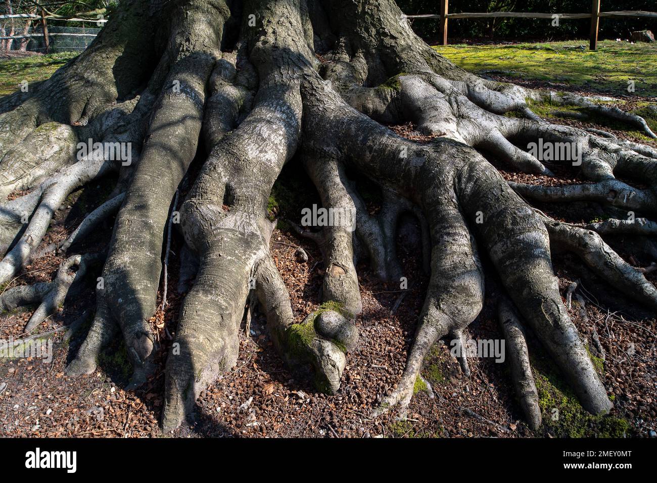 Englefield Green, Egham, Surrey, UK. 23rd March, 2022. Huge tree roots