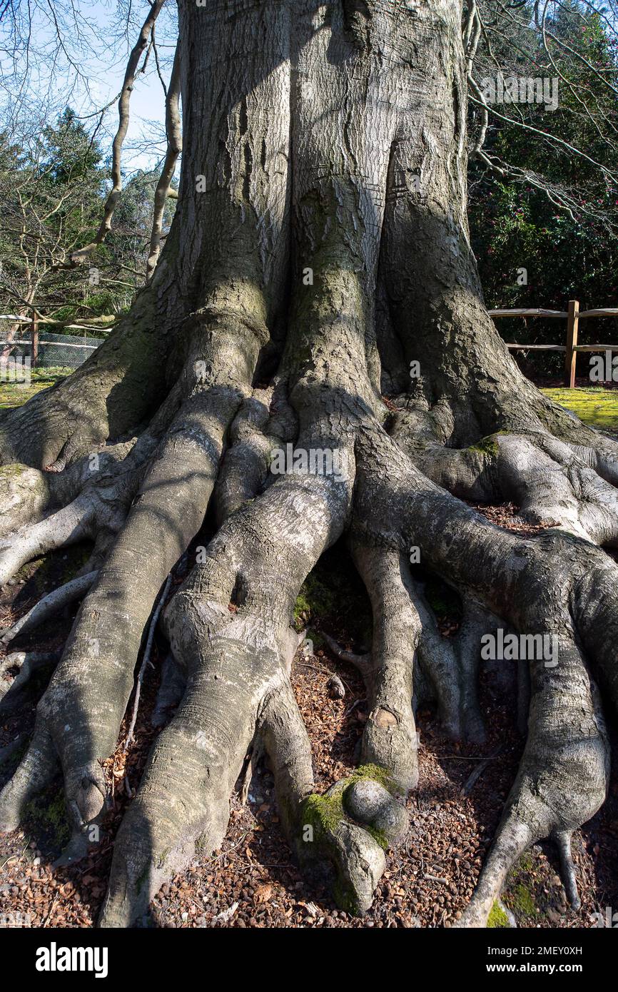 Englefield Green, Egham, Surrey, UK. 23rd March, 2022. Huge tree roots