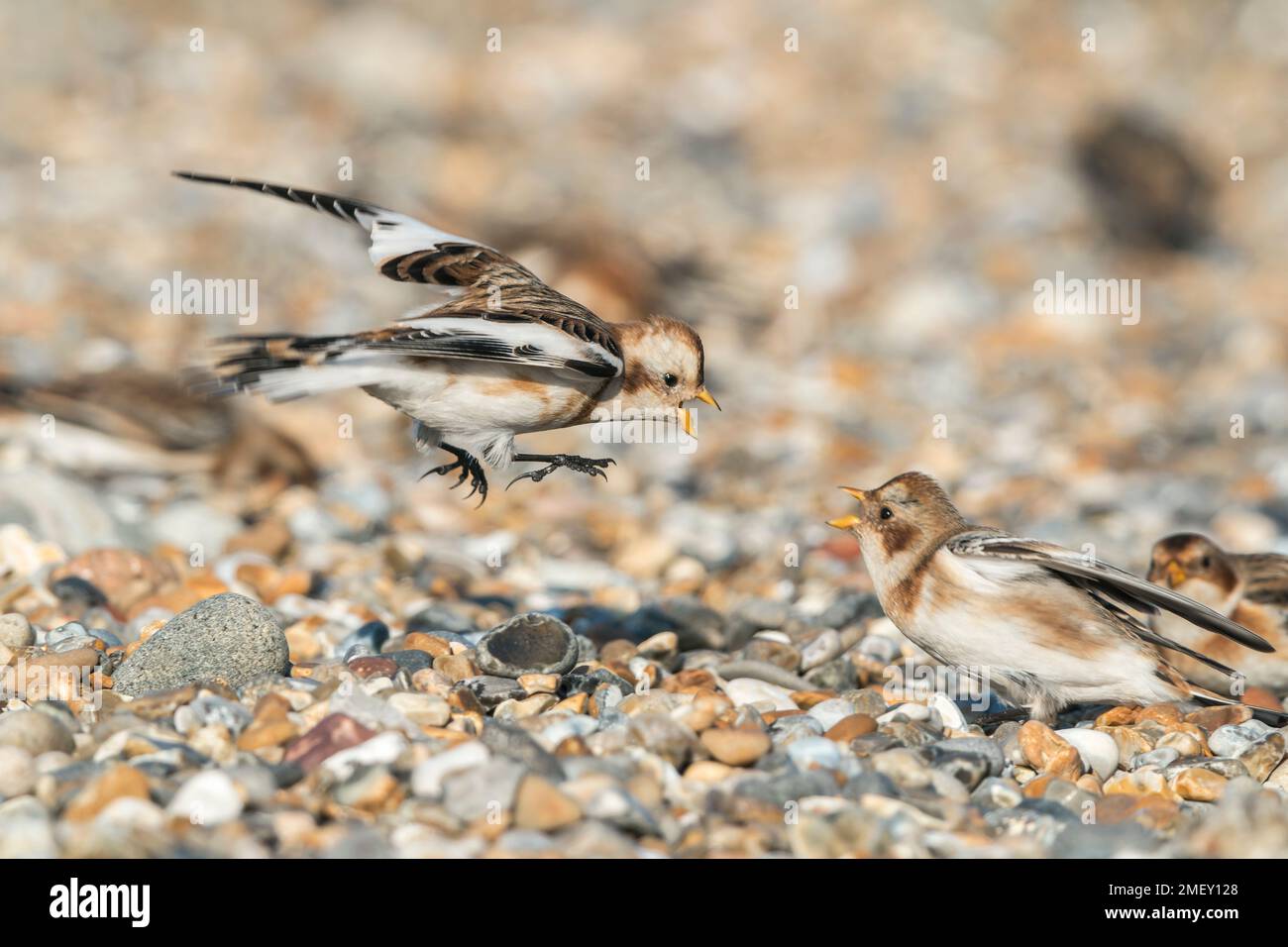 Snow Bunting, Plectrophenax nivalis, two birds fighting, on shingle beach, Cley-next-the-Sea, Norfolk, United Kingdom, 24 January 2023 Stock Photo