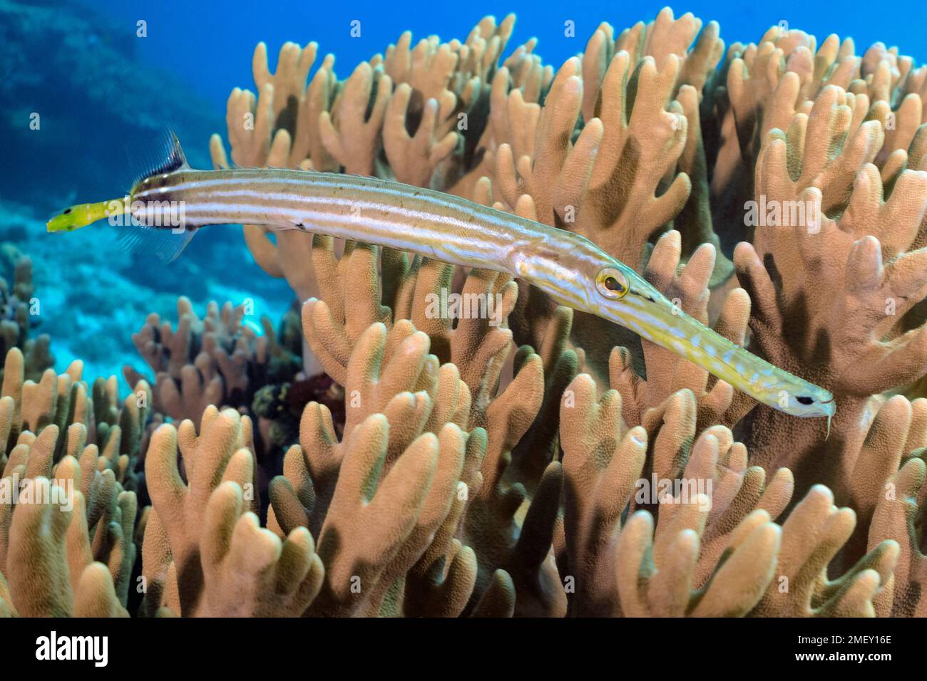 trumpetfish, aulostomus chinensis, kei iskand, forgotten islands ...