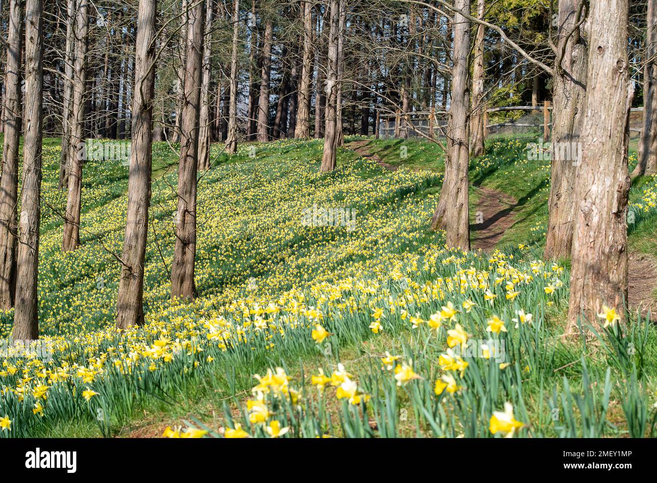 Englefield Green, Egham, Surrey, UK. 23rd March, 2022. Carpets of