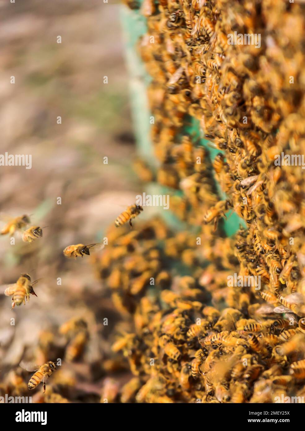 Indian honey bees hi-res stock photography and images - Alamy