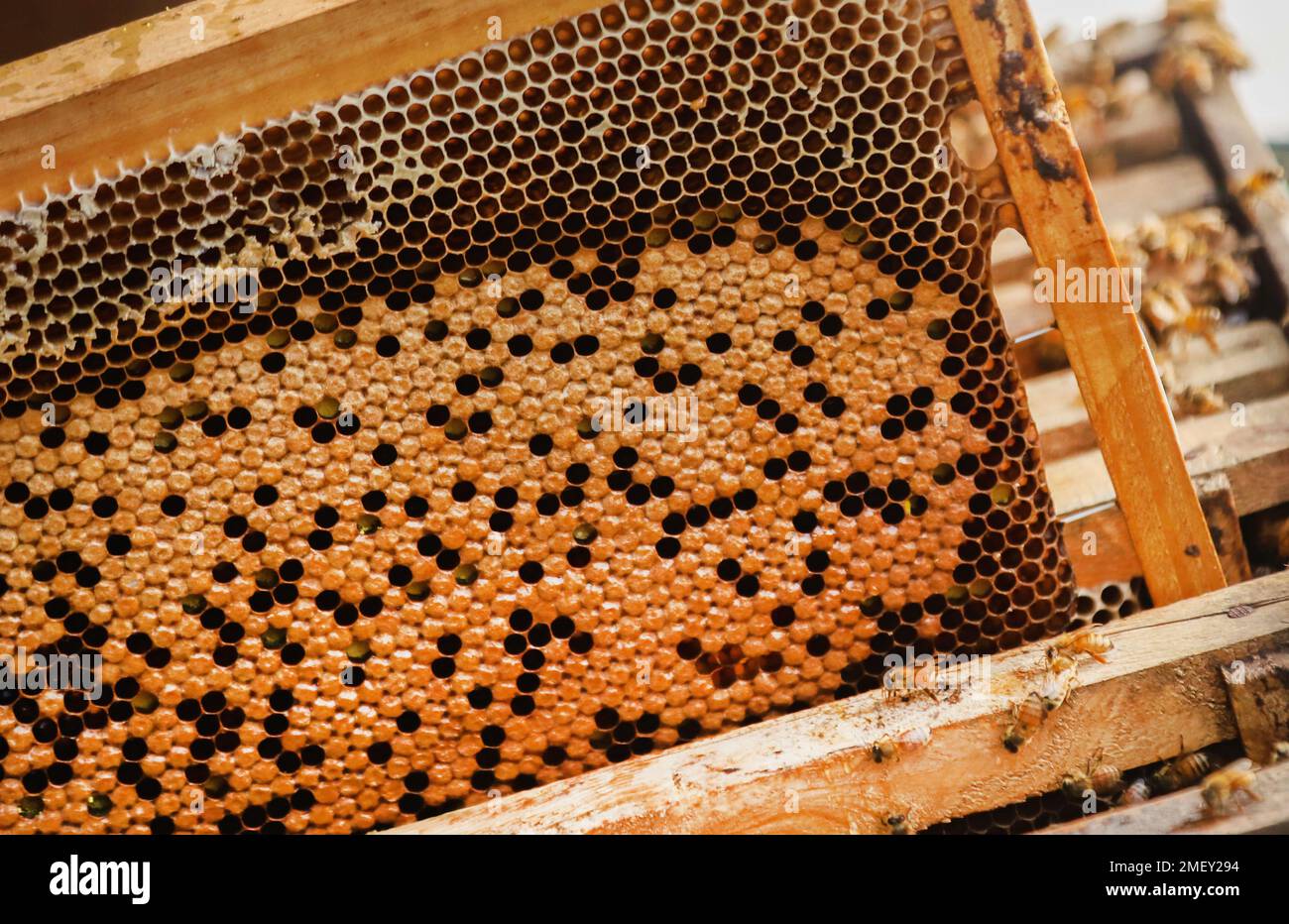 Indian honey bees hi-res stock photography and images - Alamy
