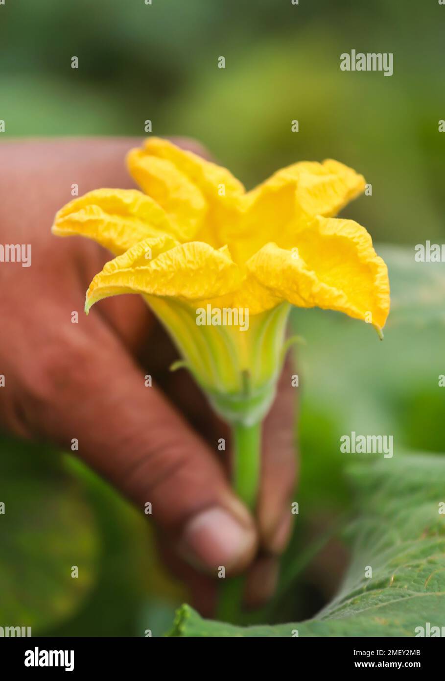 Edible pumpkin flower fresh and harvested Stock Photo Alamy