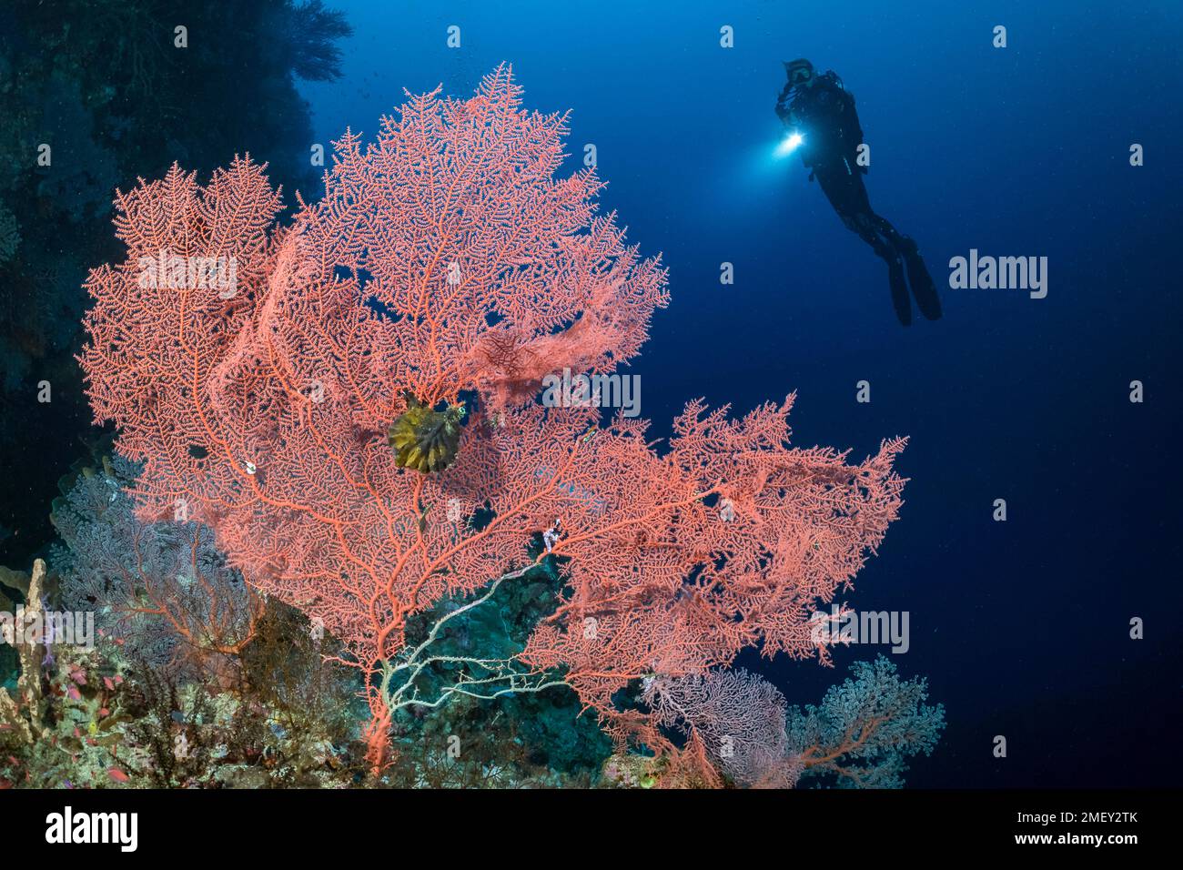 Giant red gorgonian sea fan with diver, Gorgoniidae Alcyonacea, Tubbataha Reef Atol, National Park, UNESCO World Heritage, Sulu Sea, indo pacific, phi Stock Photo