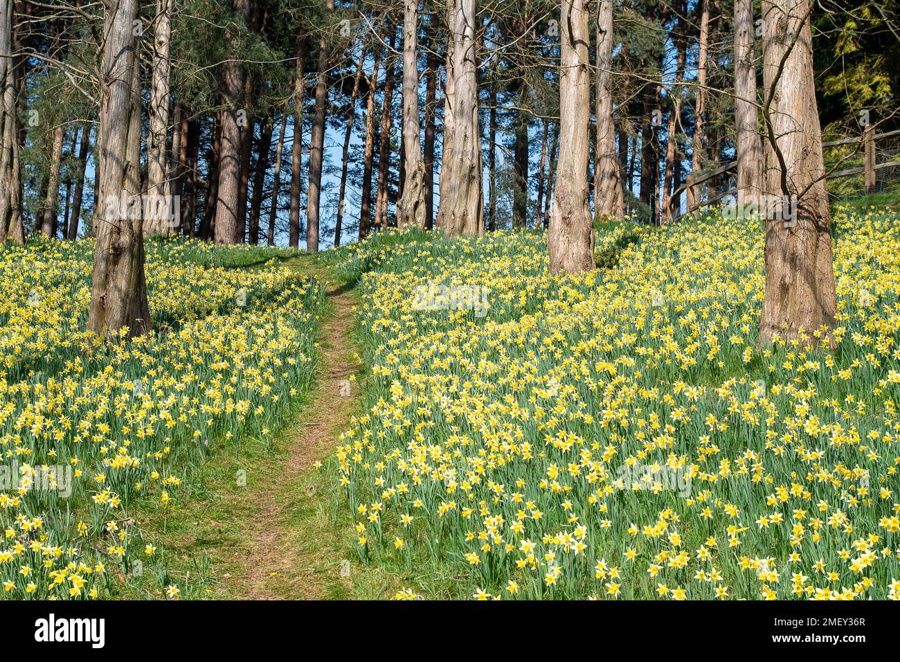 Englefield Green, Egham, Surrey, UK. 23rd March, 2022. Carpets of