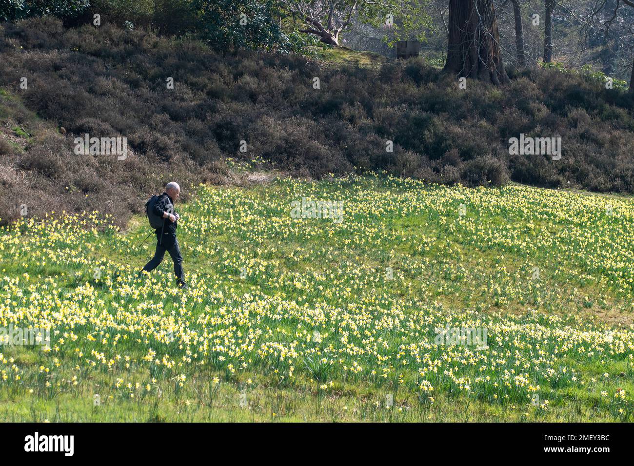 Englefield Green, Egham, Surrey, UK. 23rd March, 2022. Walkers walk