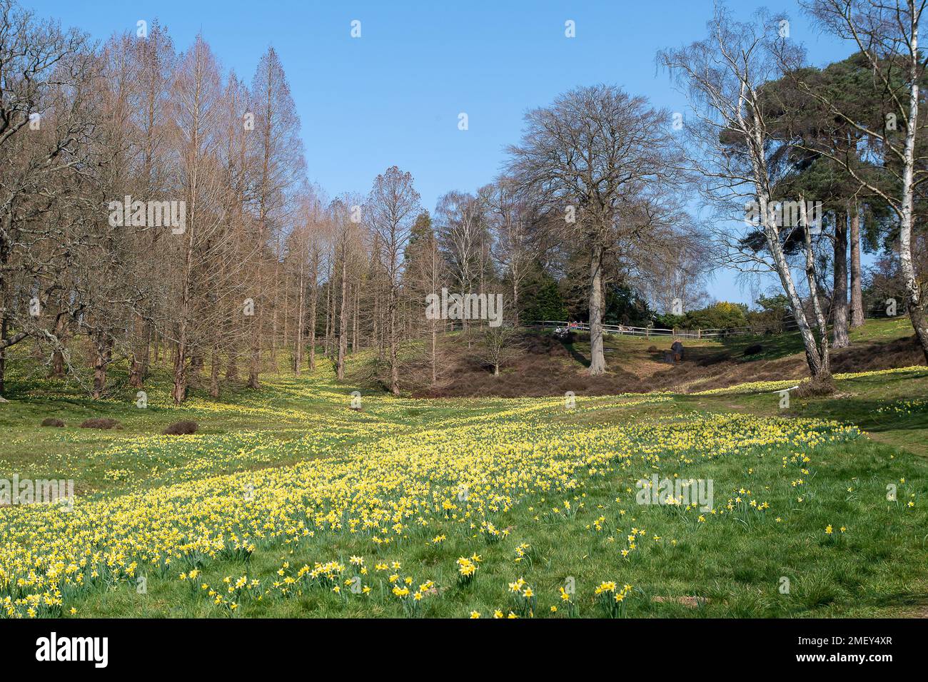 Englefield Green, Egham, Surrey, UK. 23rd March, 2022. Carpets of