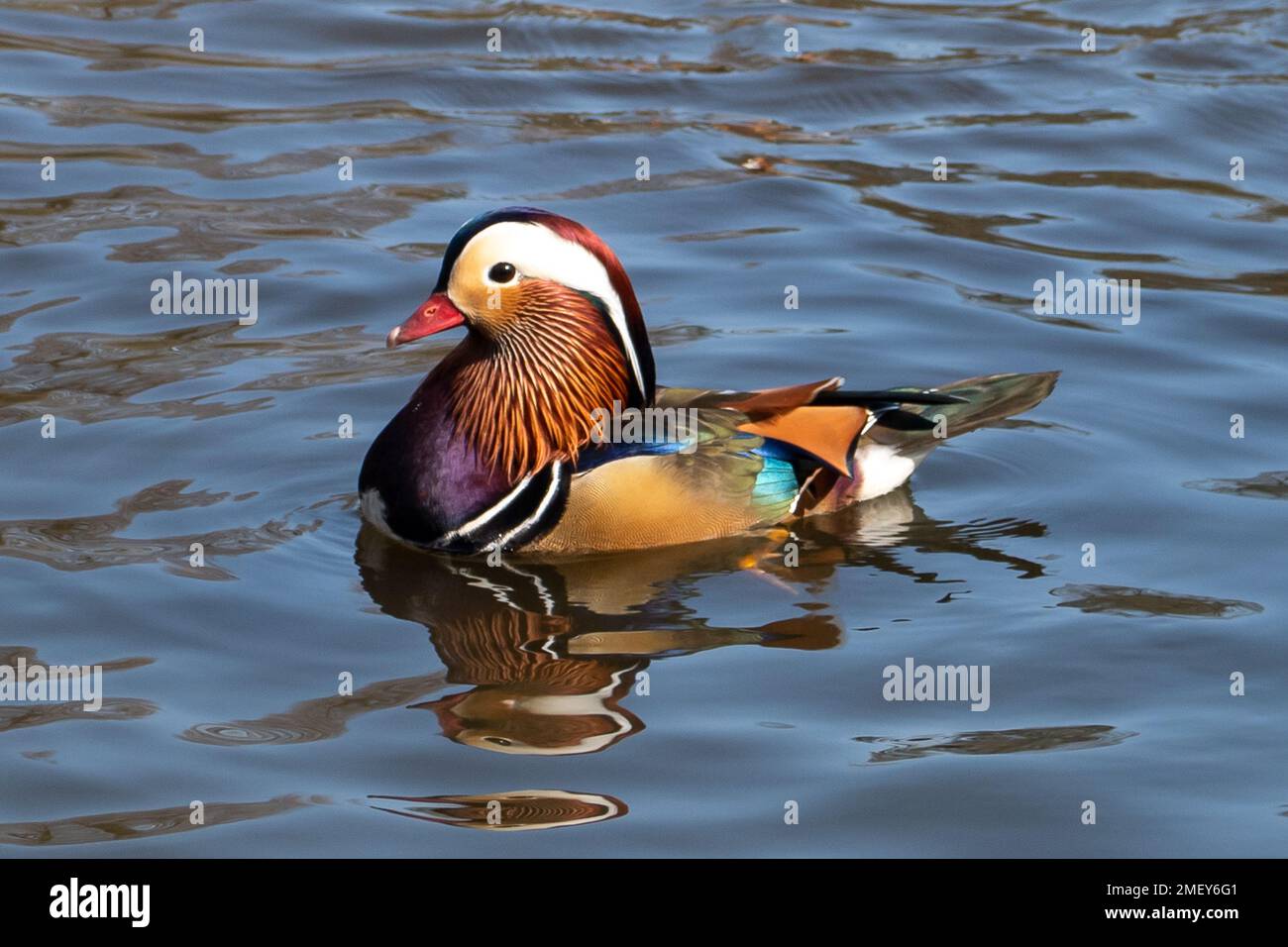 Englefield Green, Egham, Surrey, UK. 23rd March, 2022. Carpets of