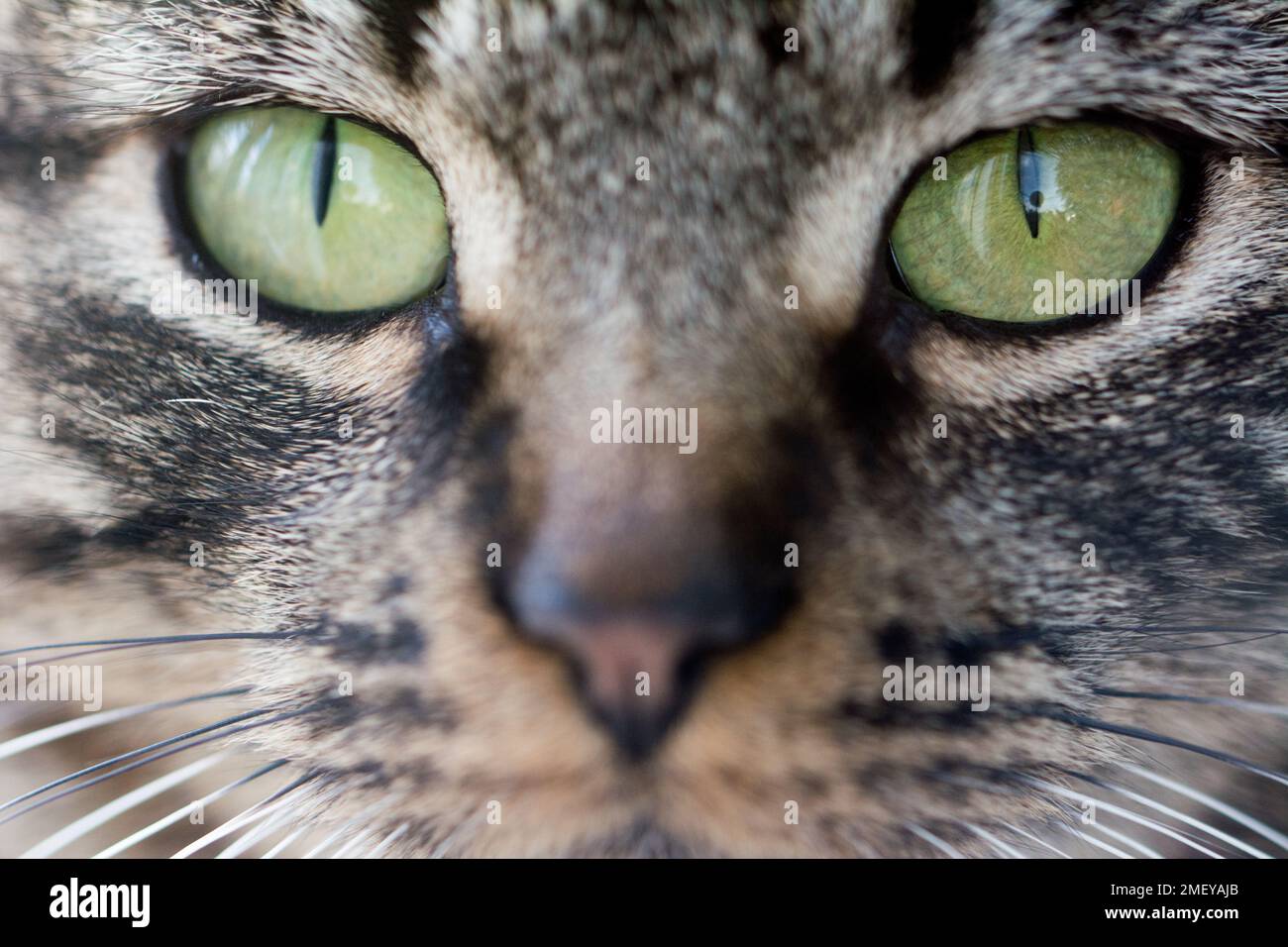 Closeup of grey tabby cat's face - big green eyes Stock Photo