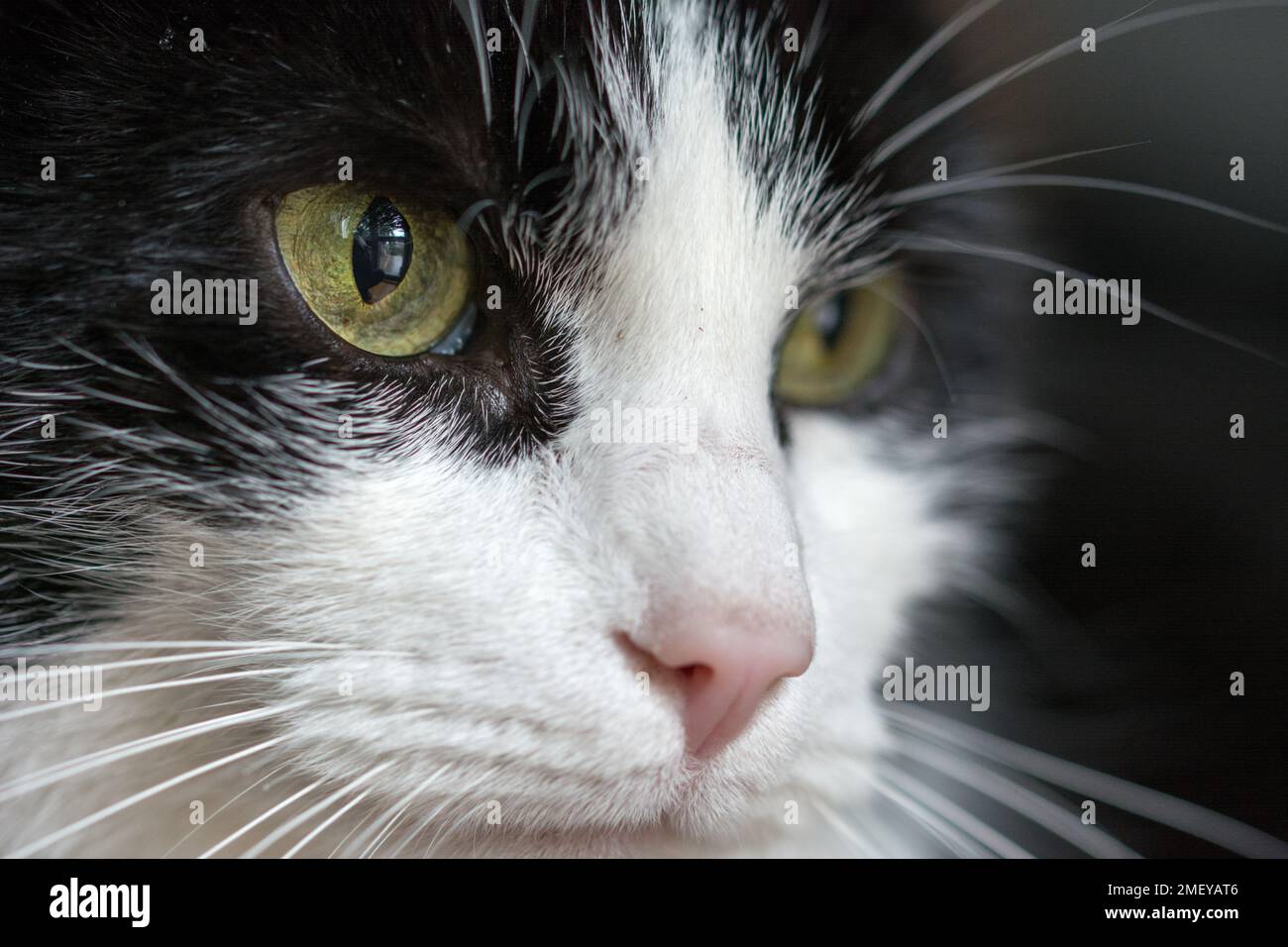 Closeup of black and white cat's face - green eyes, pink nose Stock Photo