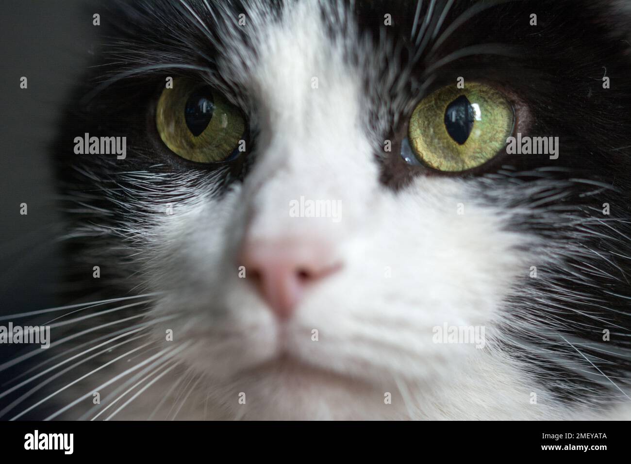 Closeup of black and white cat's face - green eyes Stock Photo