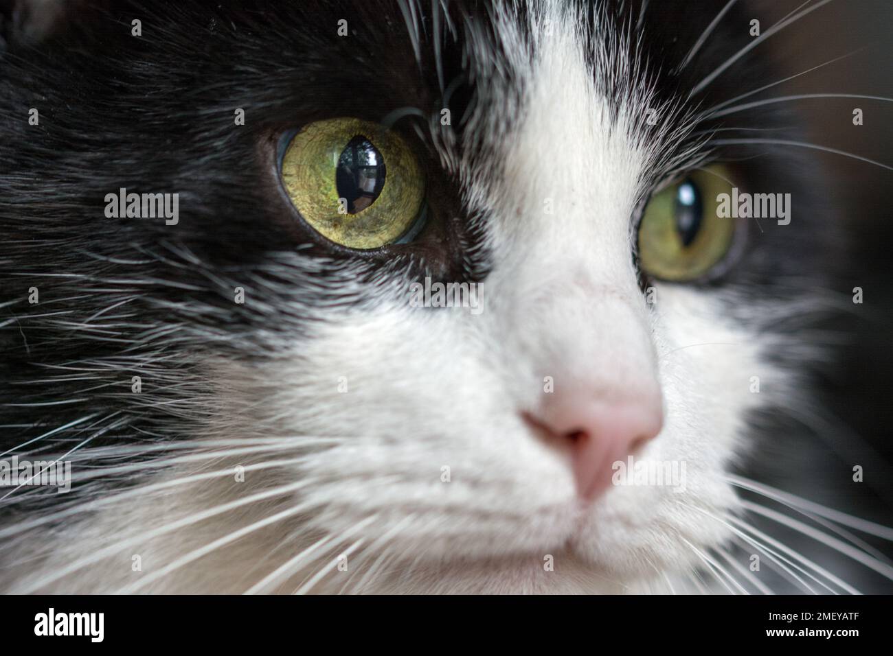 Closeup of black and white cat's face - green eyes, pink nose Stock Photo