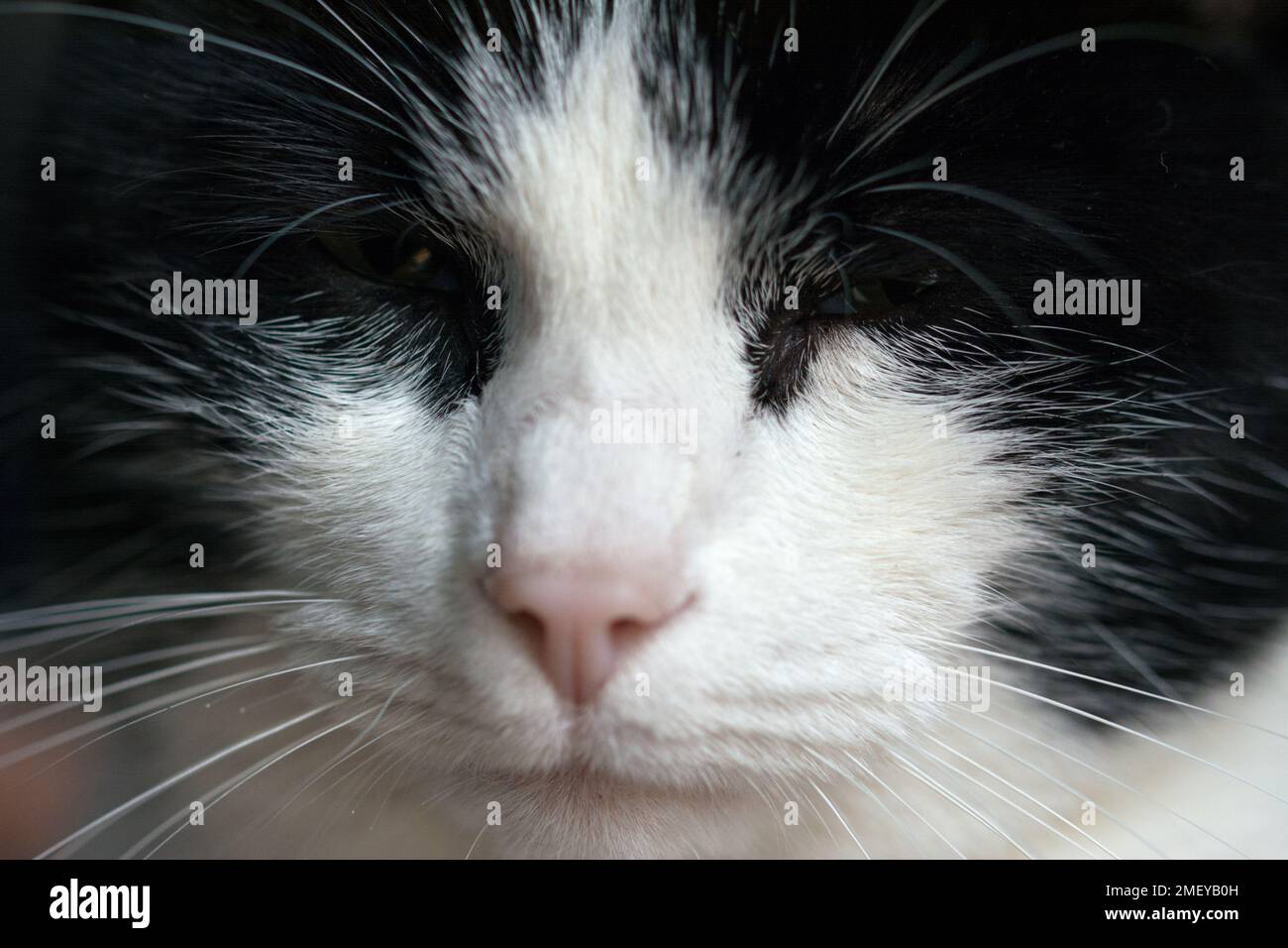 Closeup of black and white cat's face - closed eyes Stock Photo
