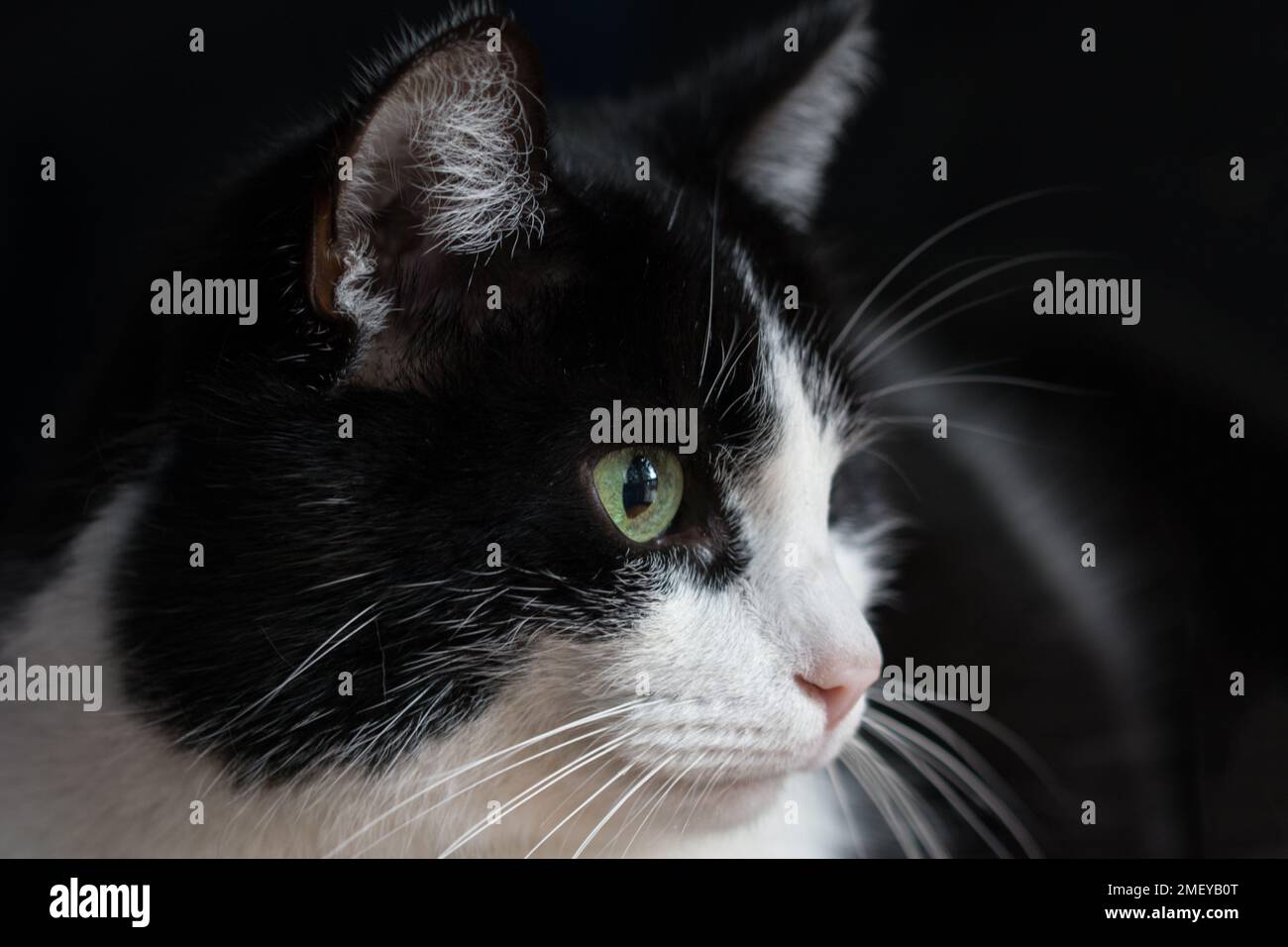 Closeup of black and white cat's head - green eyes Stock Photo