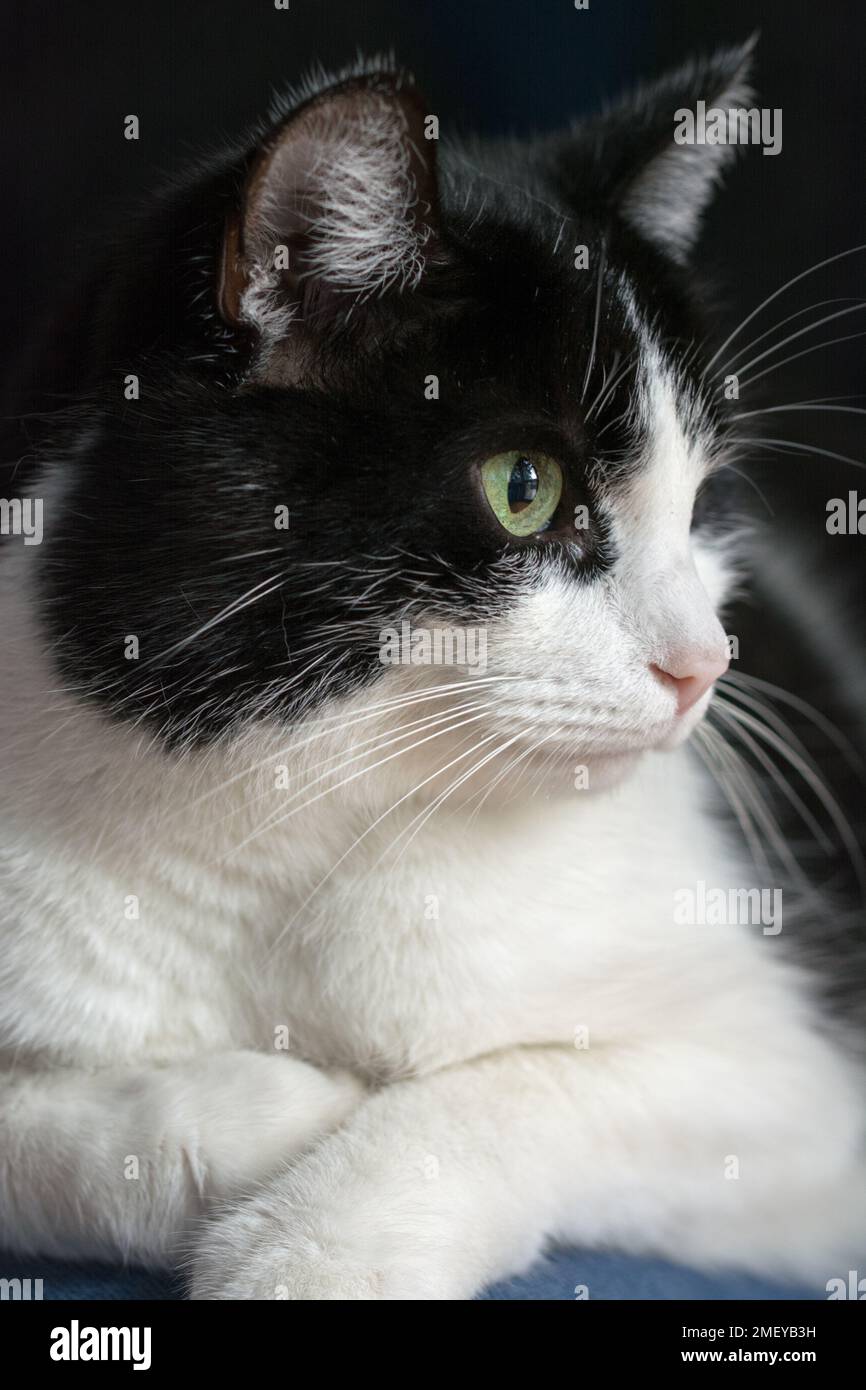 Black and white cat resting with paws crosed Stock Photo