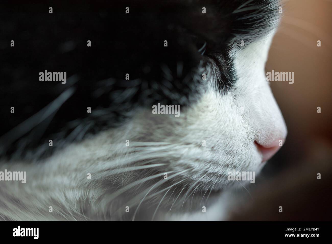 Profile of black and white cat's face with closed eyes Stock Photo