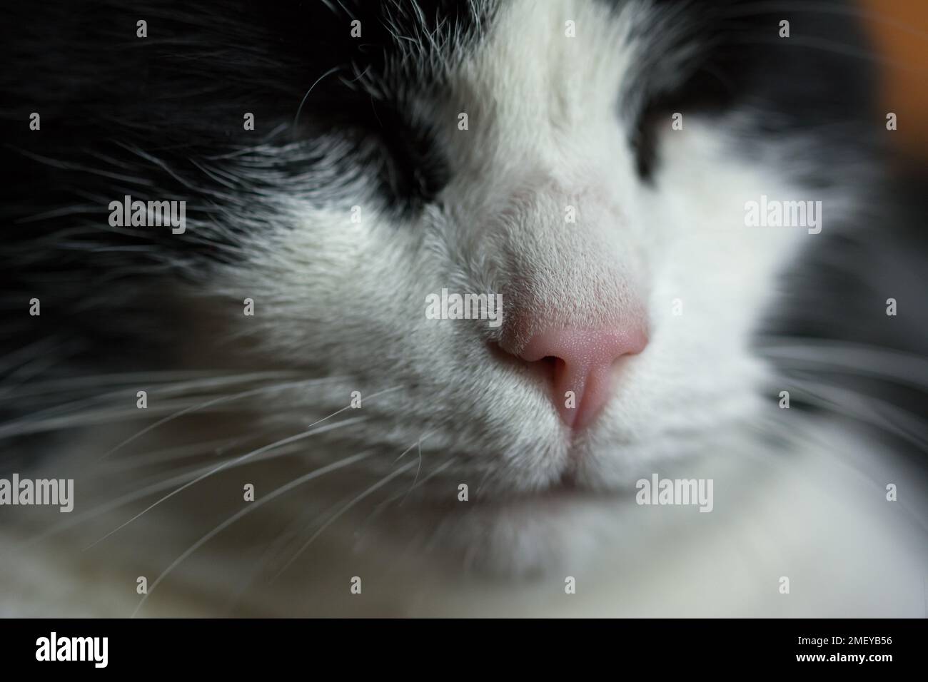 Closeup of black and white cat's face - taking it easy with closed eyes Stock Photo