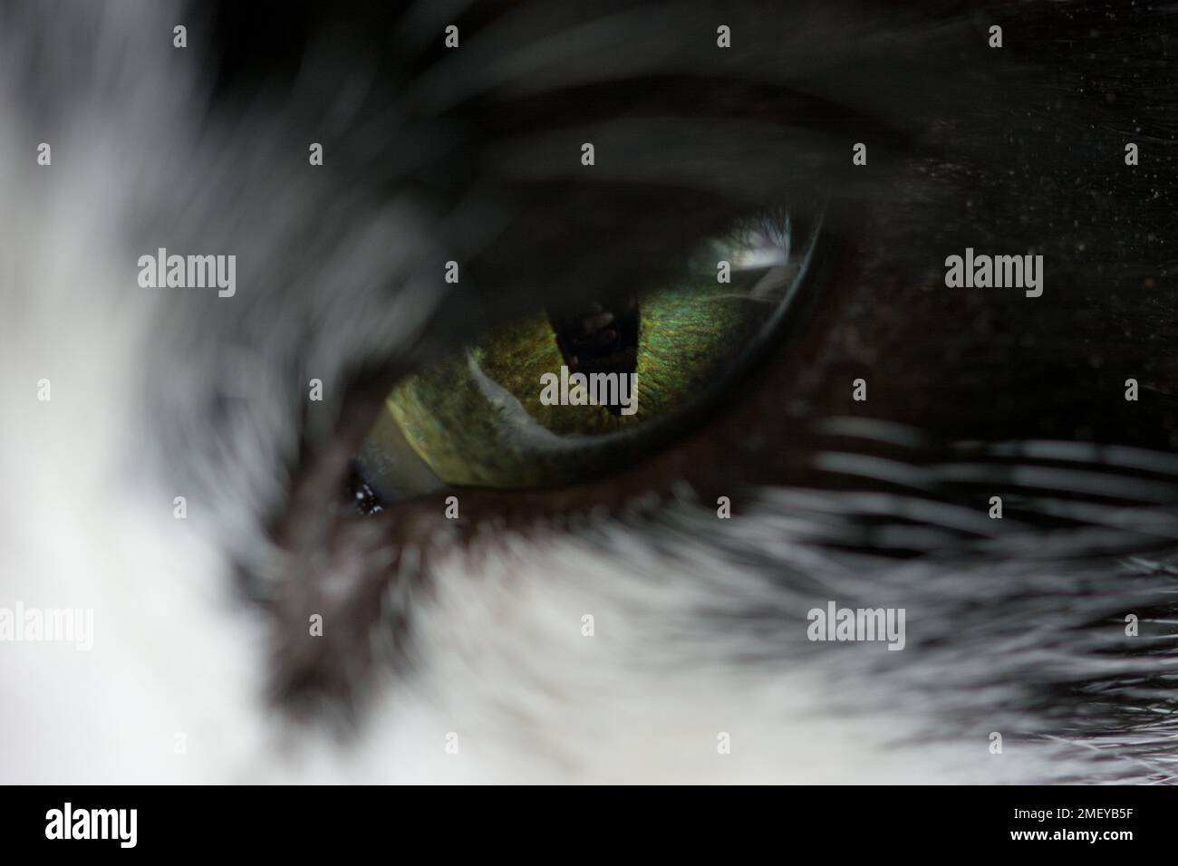 Closeup of half open cat's eye Stock Photo