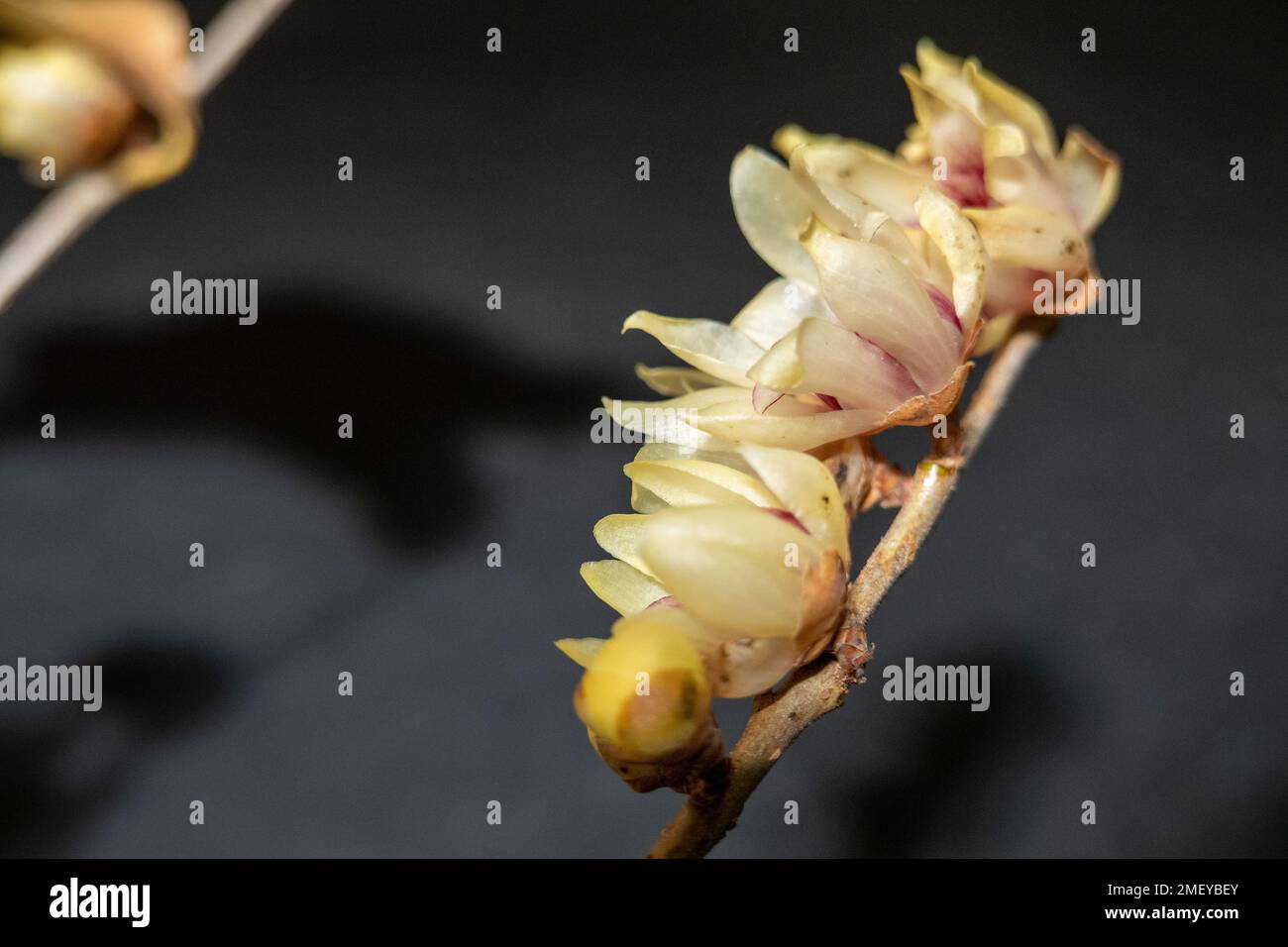 Chimonanthus praecox . Wintersweet . Japanese allspice . Chinesische Winterblüt Stock Photo