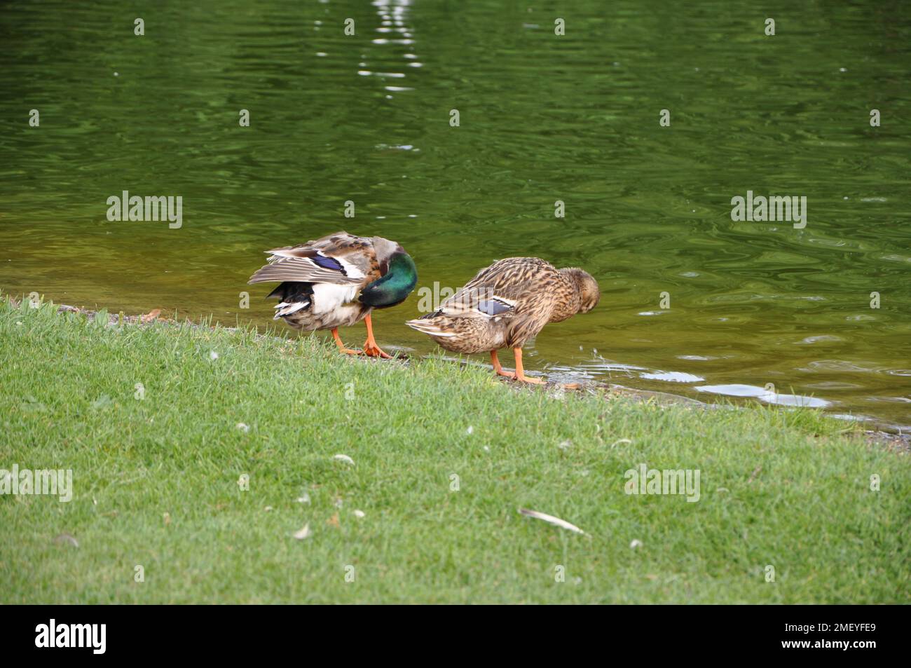 Male and female ducks cleaning themselves at the edge of the lake Stock Photo