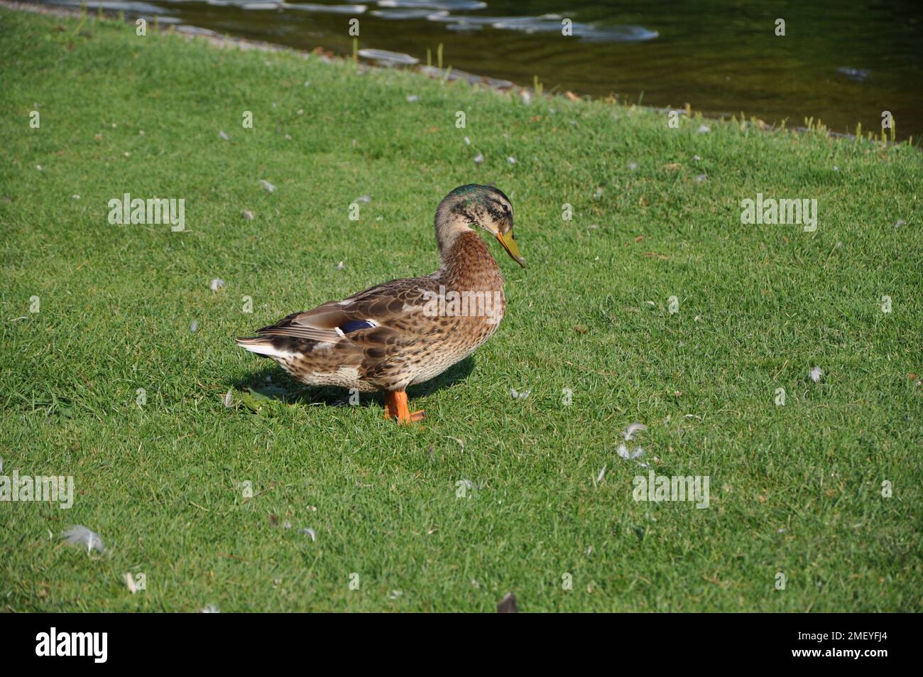 A female mallard duck stands in the grass.Close up of a Mallard female duck.Female brown mallard duck. Stock Photo
