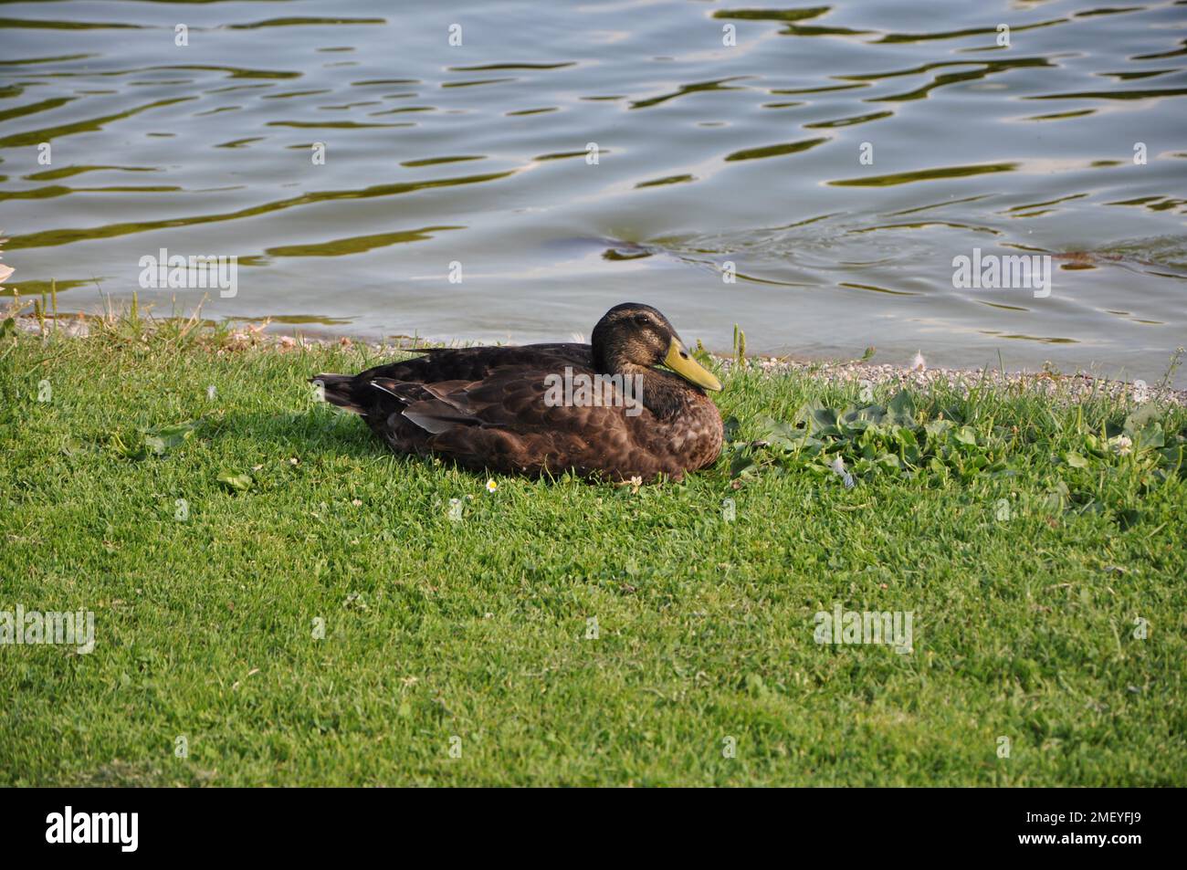 A female mallard duck lays in the grass.Close up of a Mallard female duck.Female brown mallard duck. Close up with winter sunlight on wet feathers. Stock Photo