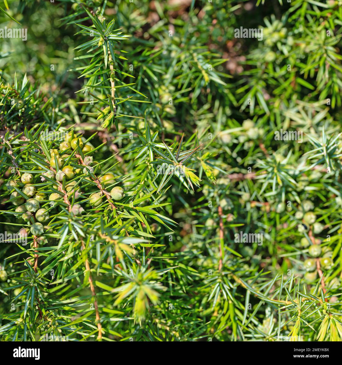 Unripe juniper berries on the bush Stock Photo