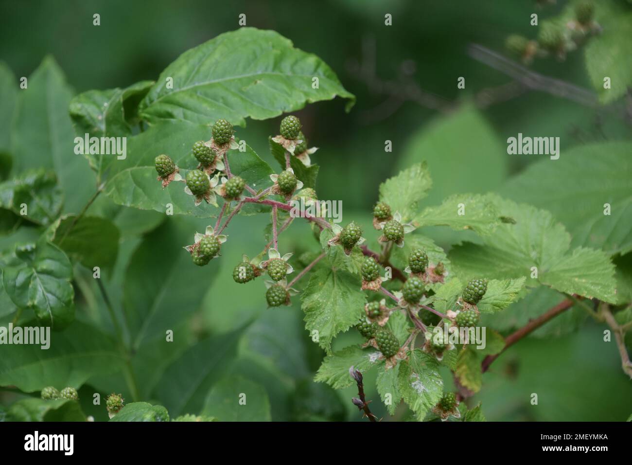 Unripe green raspberries growing thickly on a bush in the summer time ...