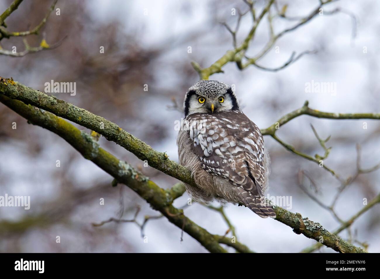 Northern hawk-owl (Surnia ulula / Strix ulula) perched in tree in winter Stock Photo