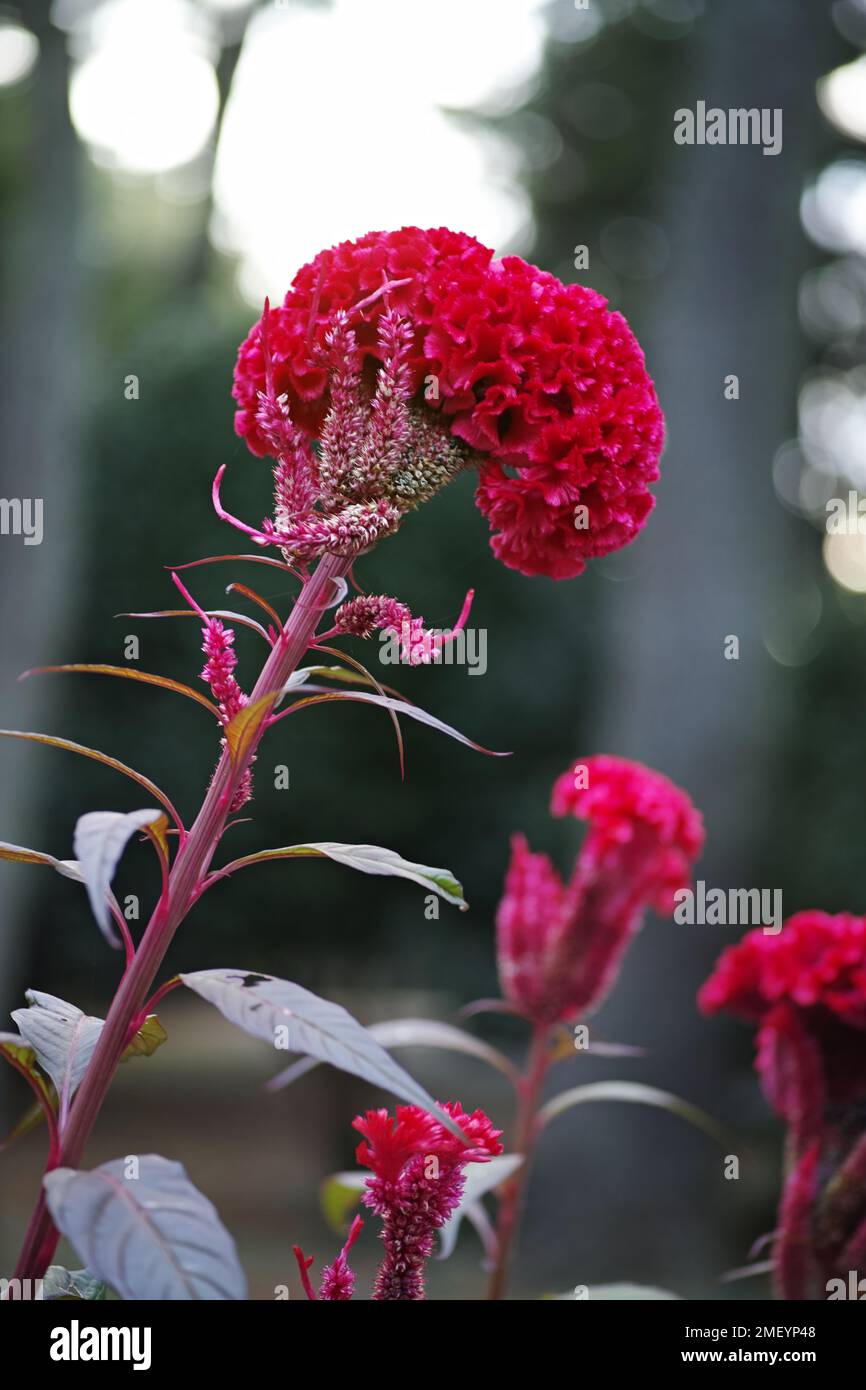 A vertical closeup shot of a blooming wild crested celosia flowers in a garden Stock Photo