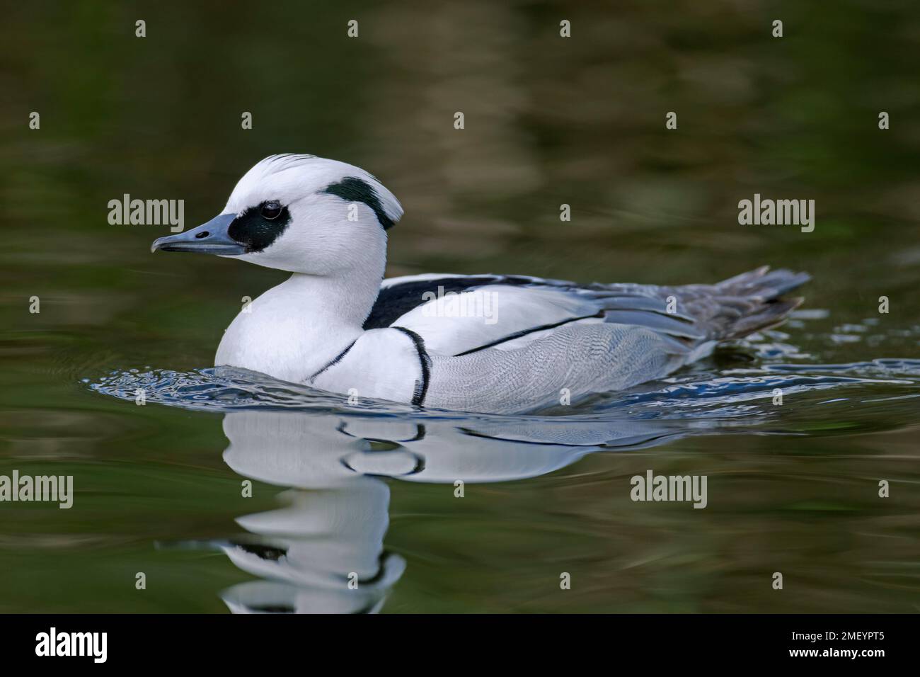 Smew (Mergellus albellus / Mergus albellus) male swimming in pond in winter Stock Photo