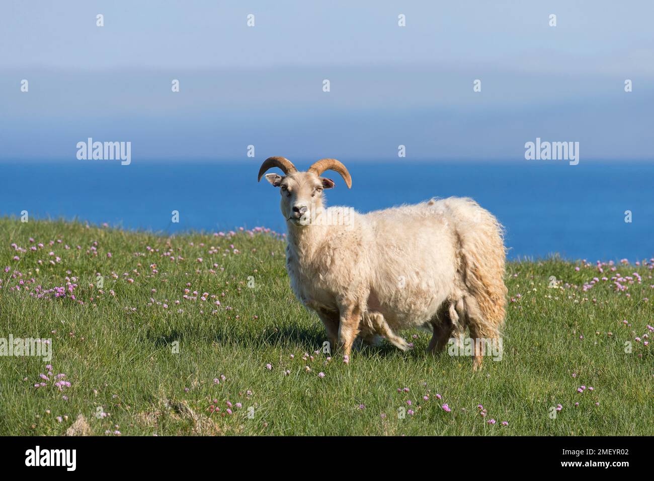 Icelandic sheep in meadow on cliff top in summer, Iceland Stock Photo