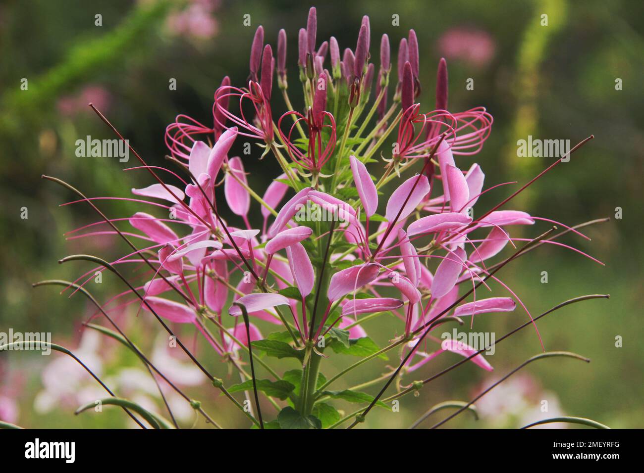 Spider flower (Cleome Hassleriana Stock Photo Alamy