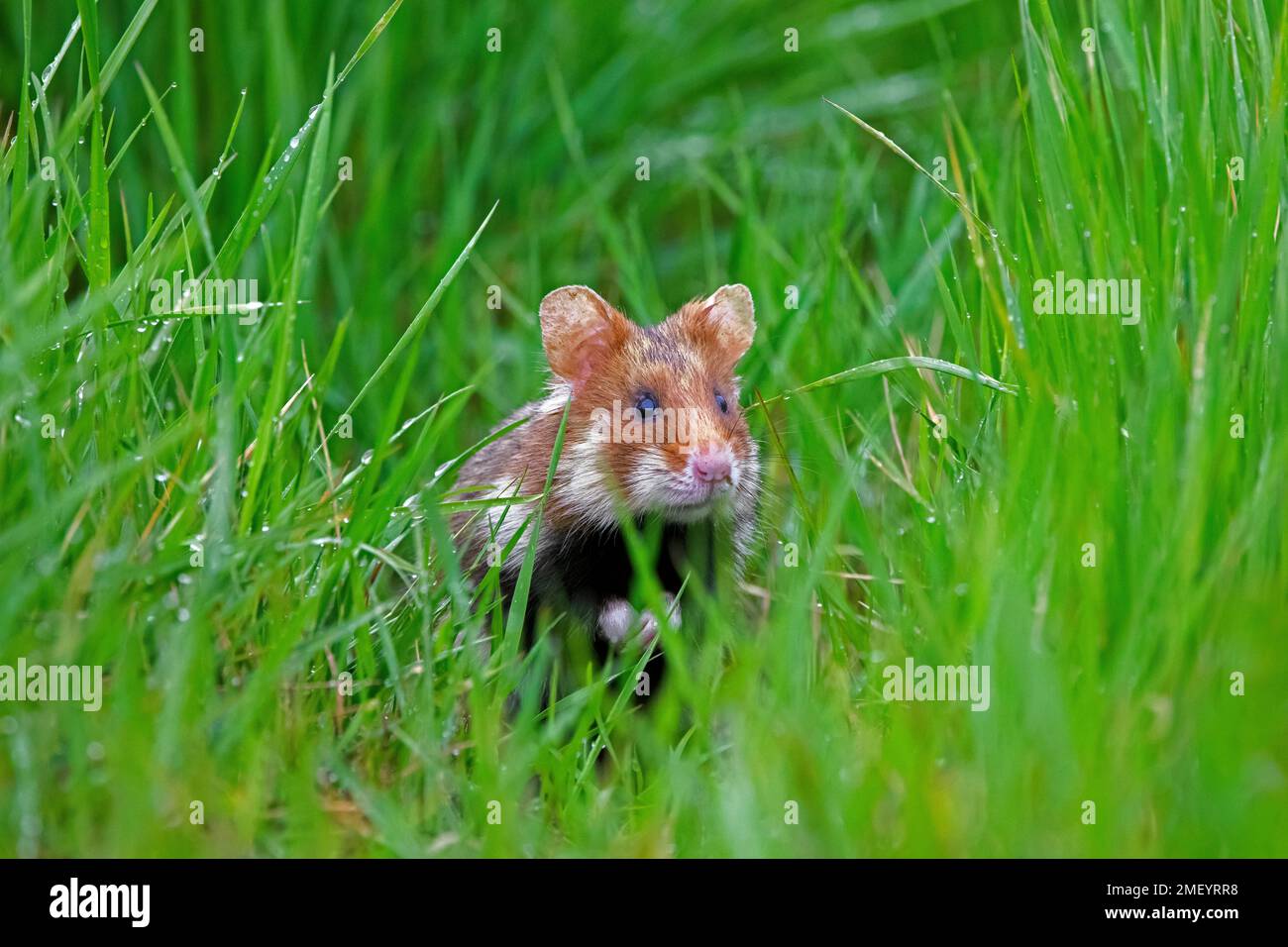 European hamster / Eurasian hamster / black-bellied hamster / common hamster (Cricetus cricetus) foraging in meadow / grassland in spring Stock Photo