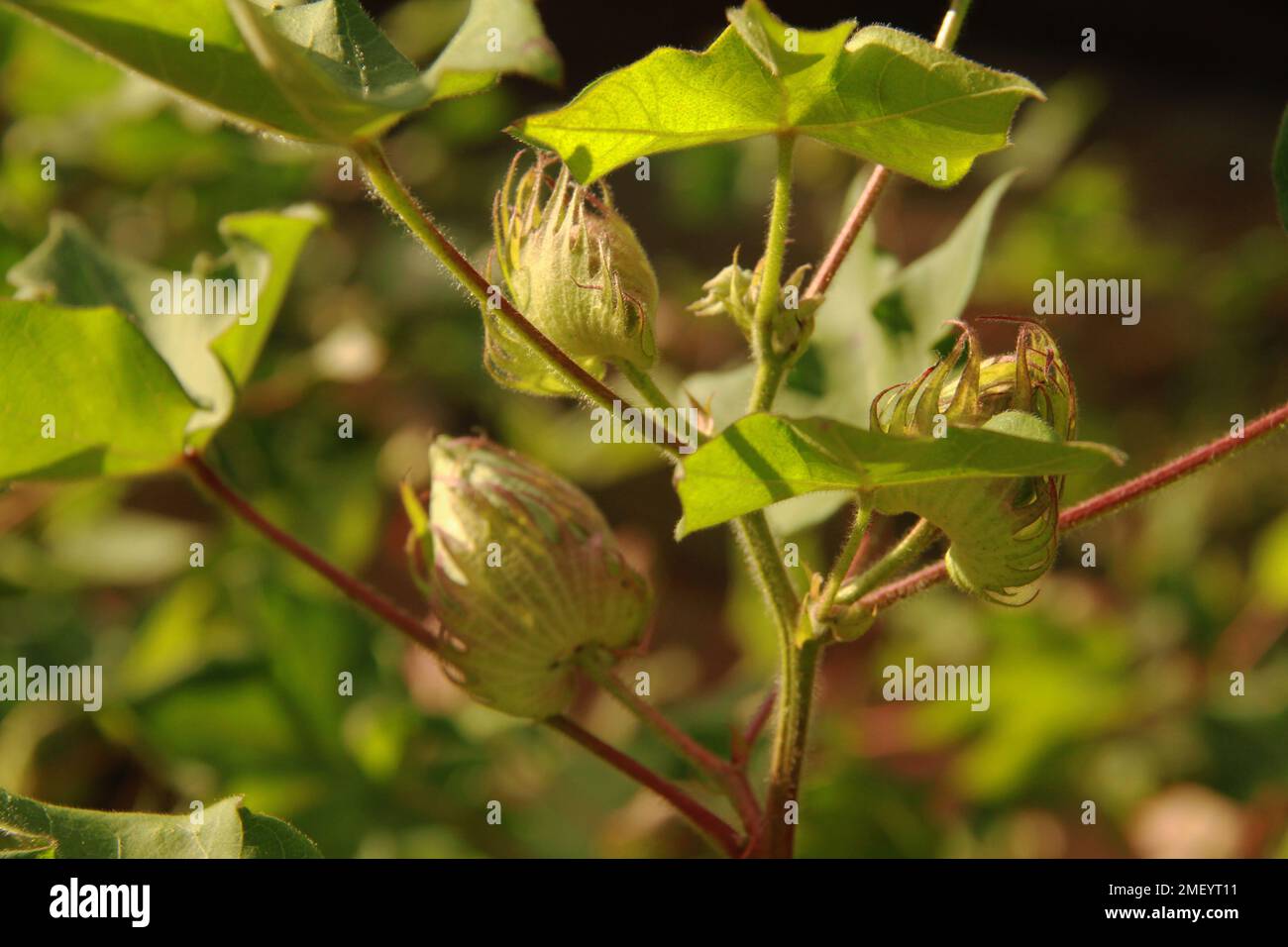 Closeup of a Gossypium hirsutum L. (American cotton) plant with buds