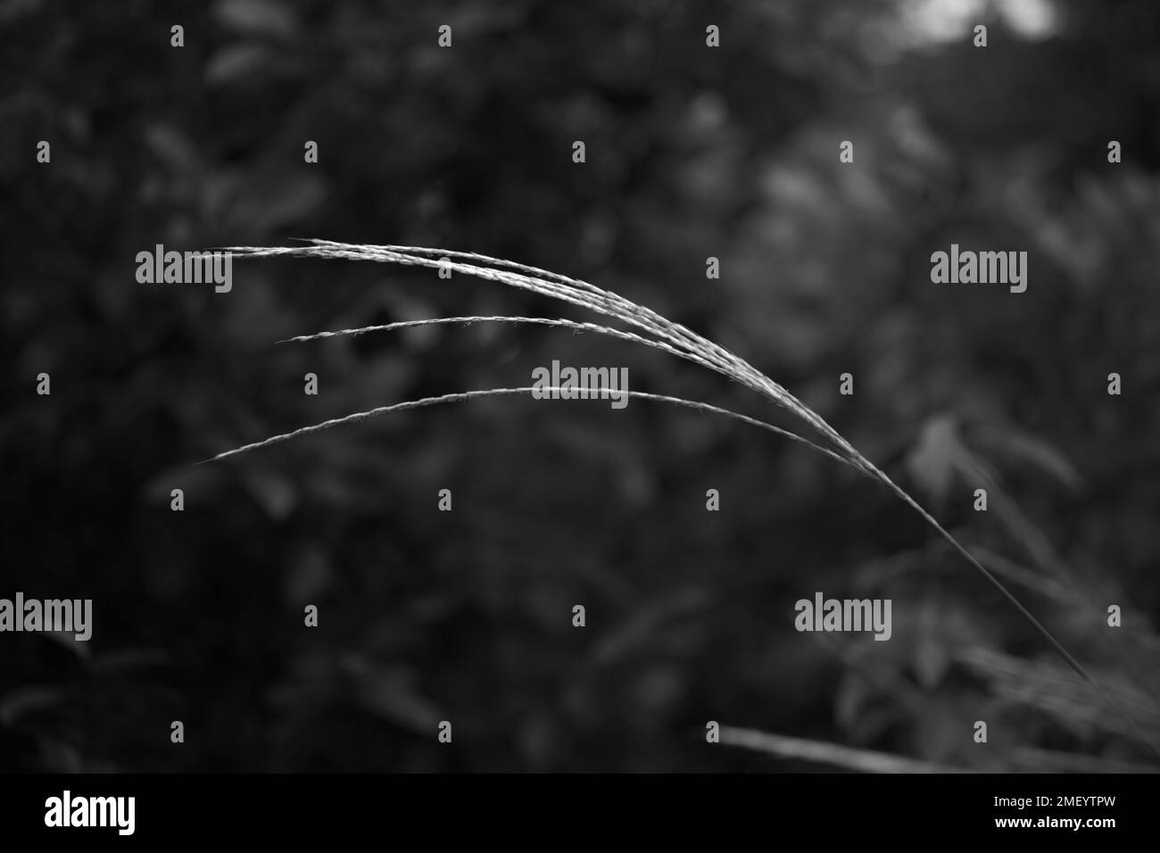 Reeds background Black and White Stock Photos & Images - Alamy