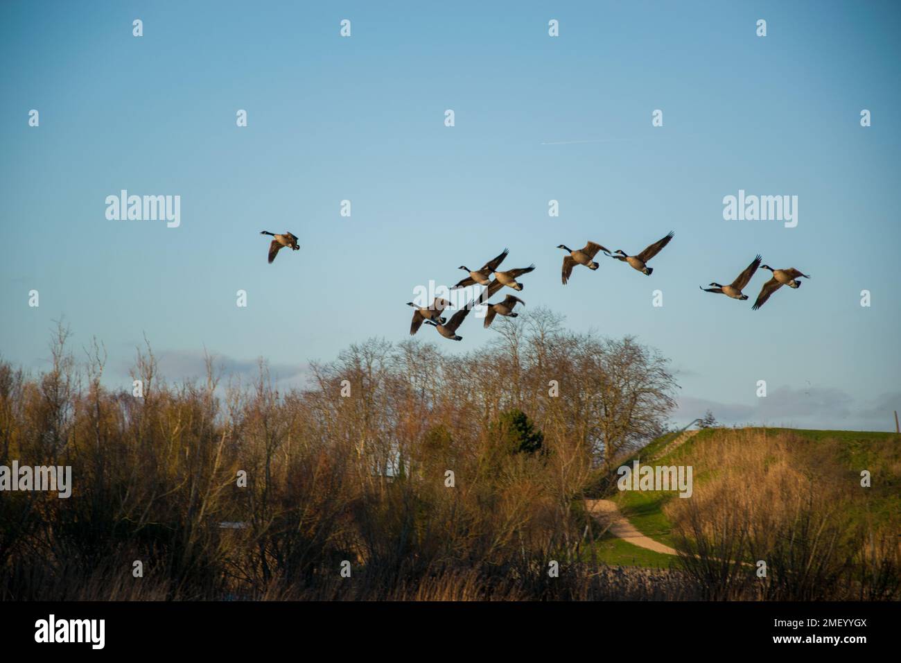 A flock of geese flying over trees in a field under the sunlight and a ...